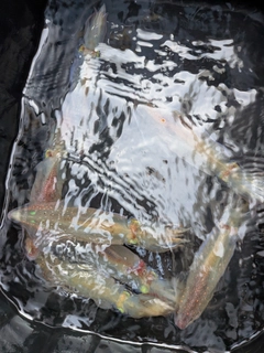 マルイカの釣果