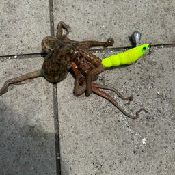 タコ