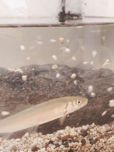 アユの釣果
