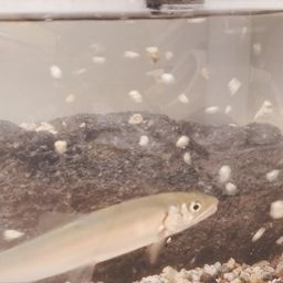 アユ