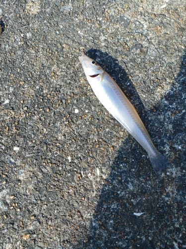 シロギスの釣果