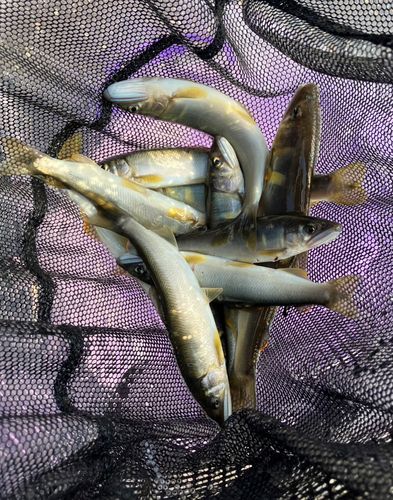 アユの釣果