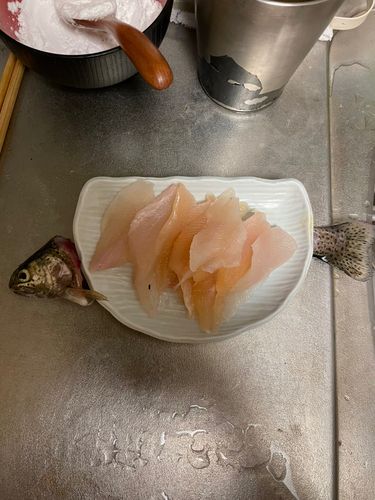 ニジマスの釣果