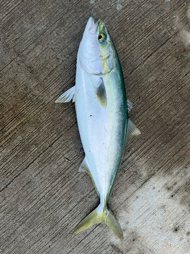ハマチの釣果
