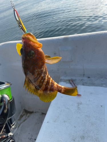 キジハタの釣果