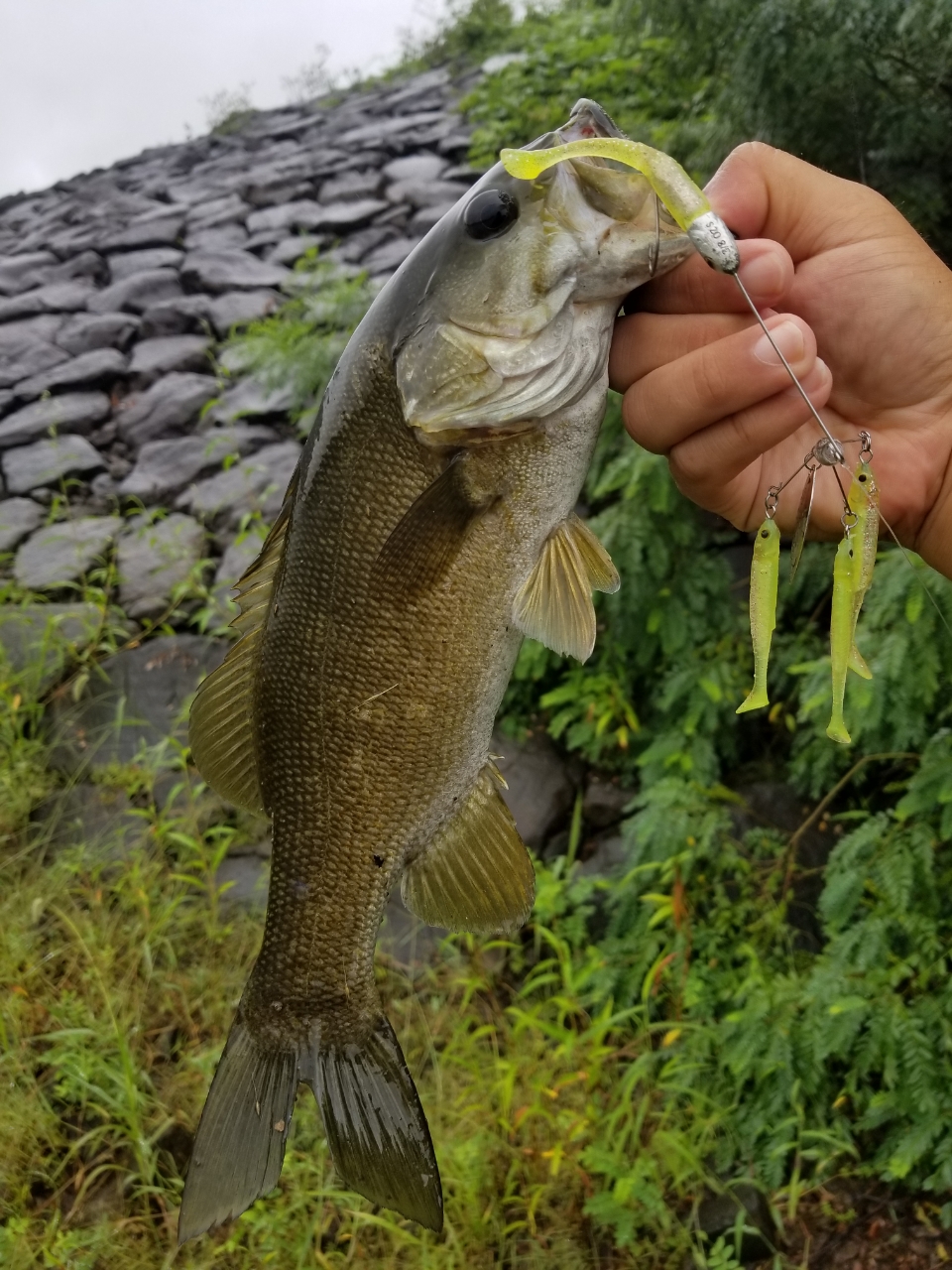 スモールマウスバス