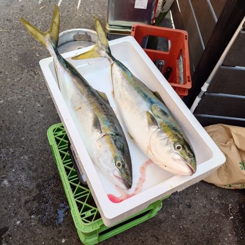 ワラサの釣果