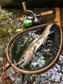 イワナの釣果