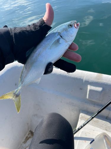ヤズの釣果