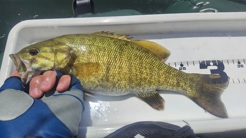 スモールマウスバスの釣果