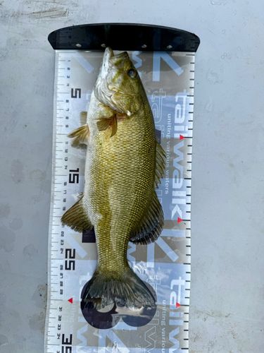 スモールマウスバスの釣果
