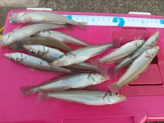 シロギスの釣果