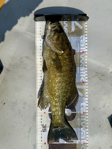 スモールマウスバスの釣果