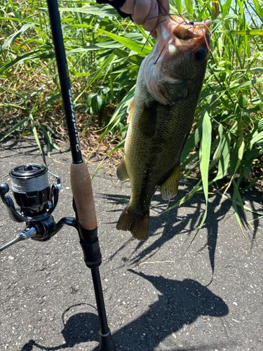 ラージマウスバスの釣果