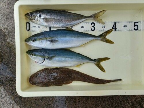 フクラギの釣果