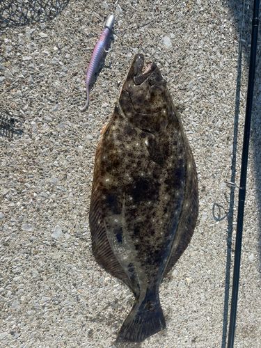 ヒラメの釣果