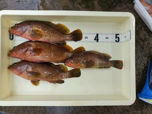 キジハタの釣果