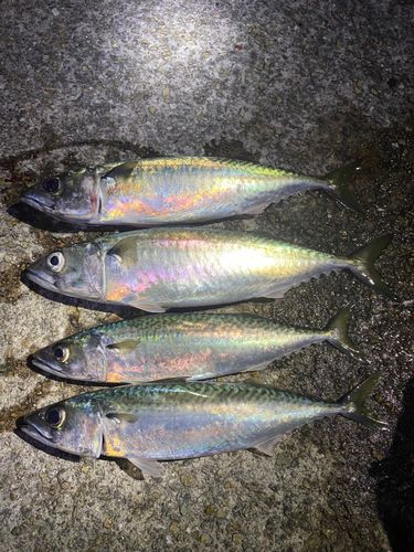 サバの釣果