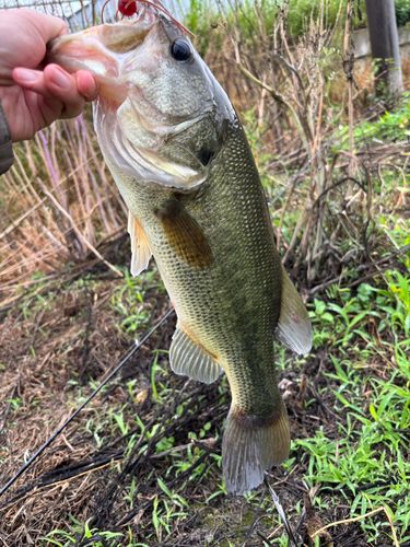 ラージマウスバスの釣果