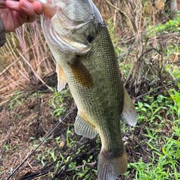 ラージマウスバス