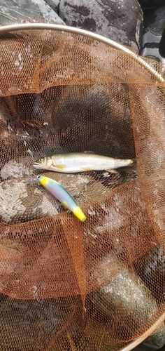 アユの釣果