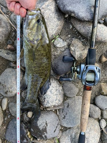 スモールマウスバスの釣果