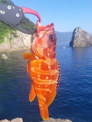 アカハタの釣果