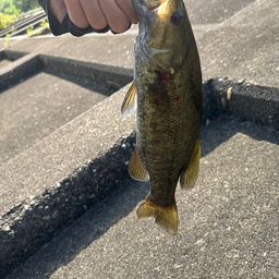 スモールマウスバス