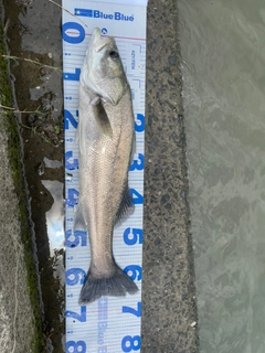スズキの釣果