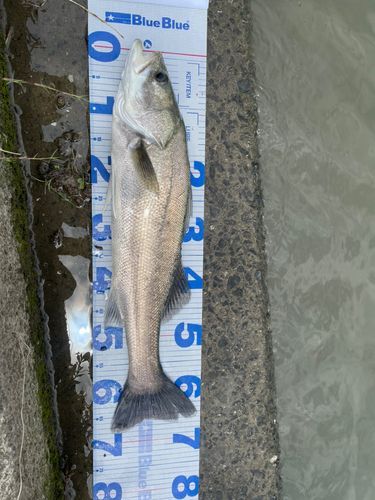スズキの釣果