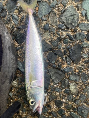 サバの釣果