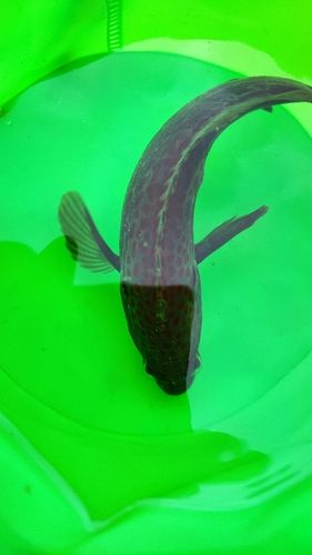 キジハタの釣果