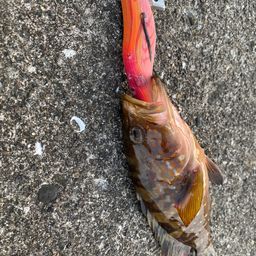 アオリイカ
