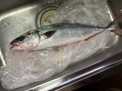 ガンドの釣果