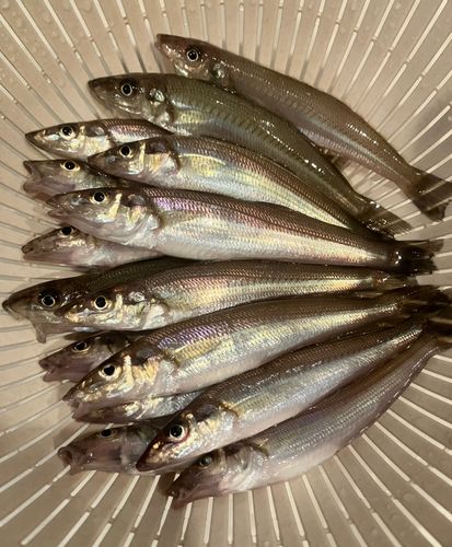 シロギスの釣果
