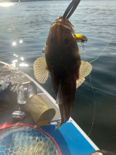 マゴチの釣果