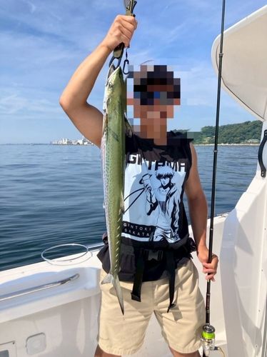 サワラの釣果