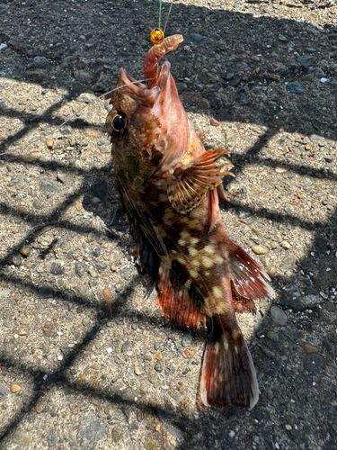 カサゴの釣果
