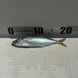 アジ
