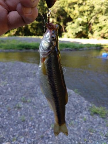 アブラハヤの釣果