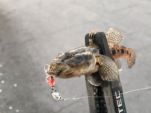 ウロハゼの釣果