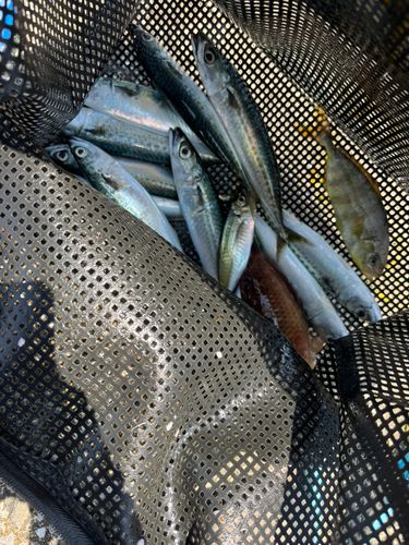 サバの釣果