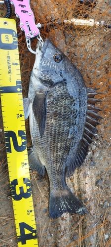 クロダイの釣果