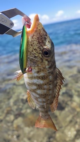 ムネアカクチビの釣果