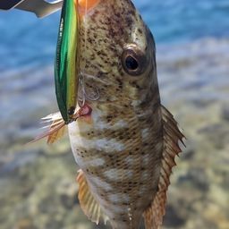 ムネアカクチビ