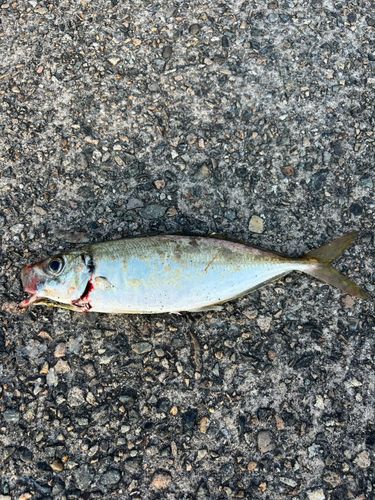 マアジの釣果