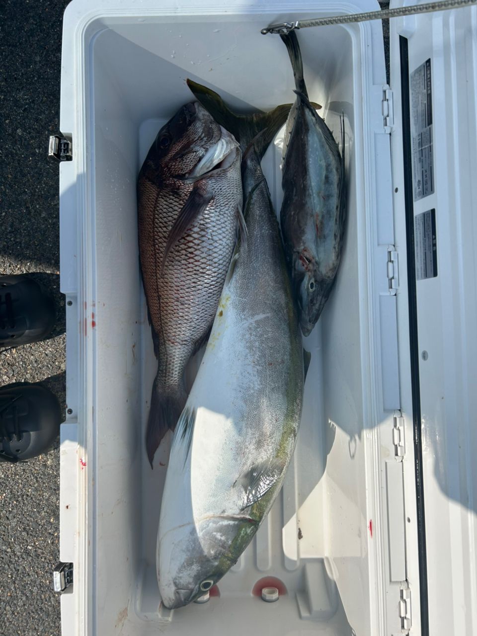 叶ゆずゆずさんの釣果 1枚目の画像