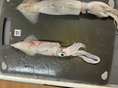 ケンサキイカの釣果