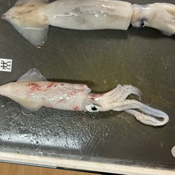 ケンサキイカ