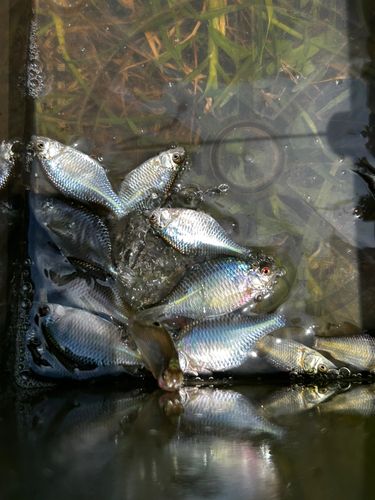 タイリクバラタナゴの釣果
